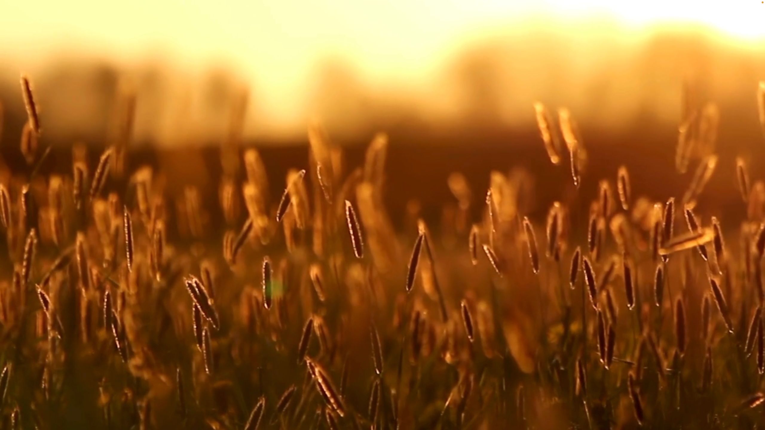 Odoo • Szöveg és kép